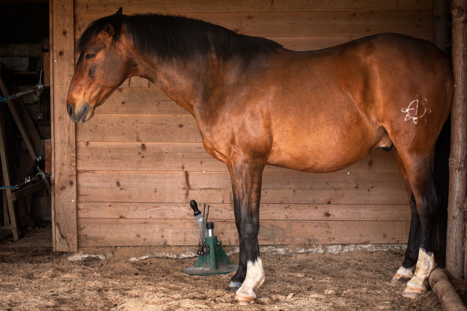 Pferd im Stall