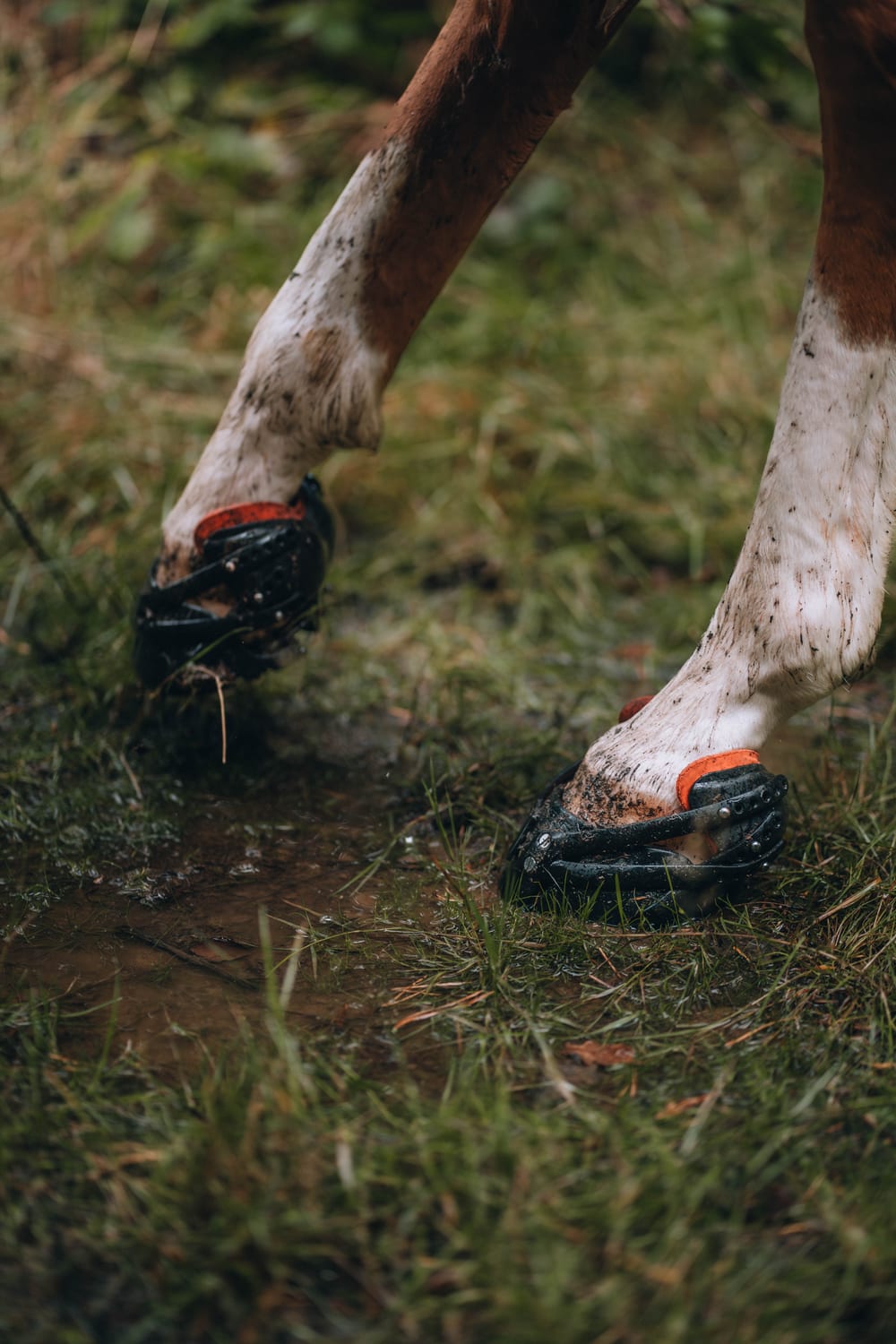 Pioneer Hufschuhe an den Vorderhufen eines Pferdes auf nasser Wiese