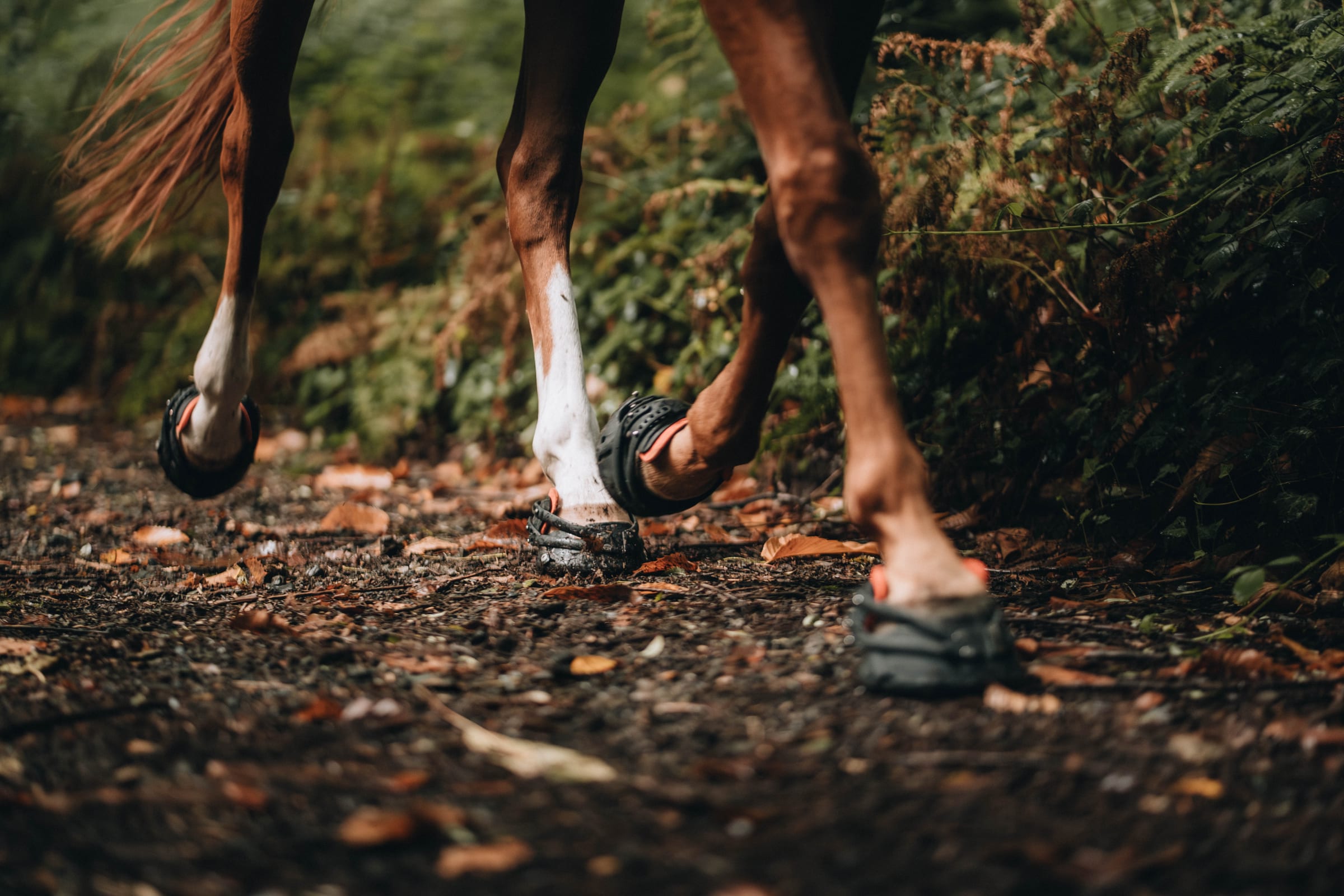 Pferd im Galopp auf einem Waldweg mit Pioneer Hufschuhen